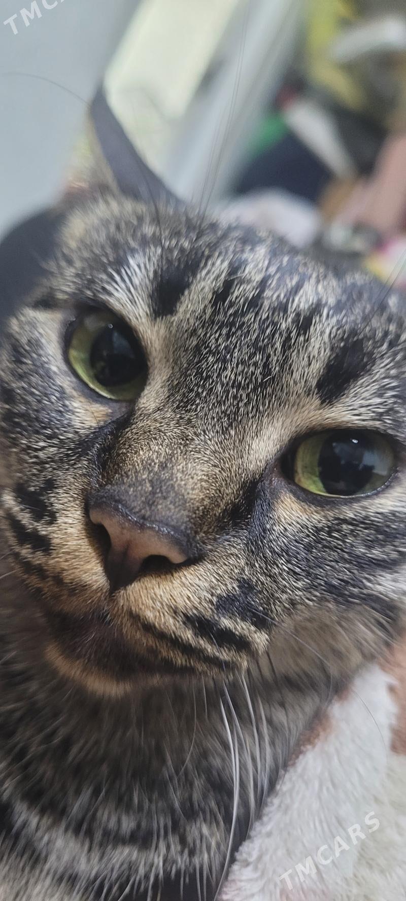 Пропала кошка - Туркменабат - img 1