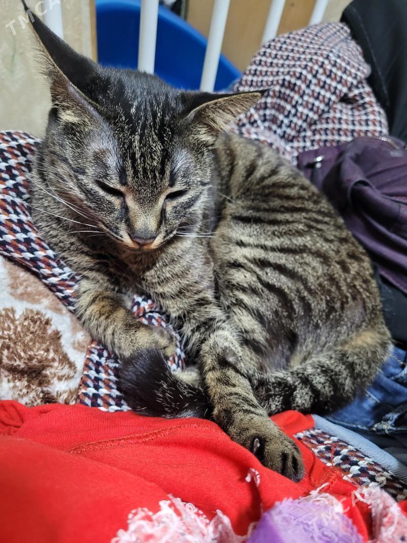 Пропала кошка - Туркменабат - img 2