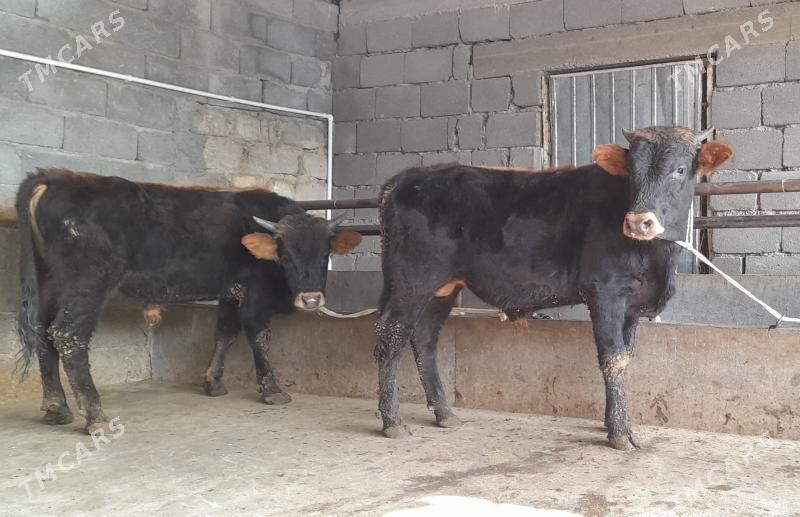 öküz - Бузмеин - img 3