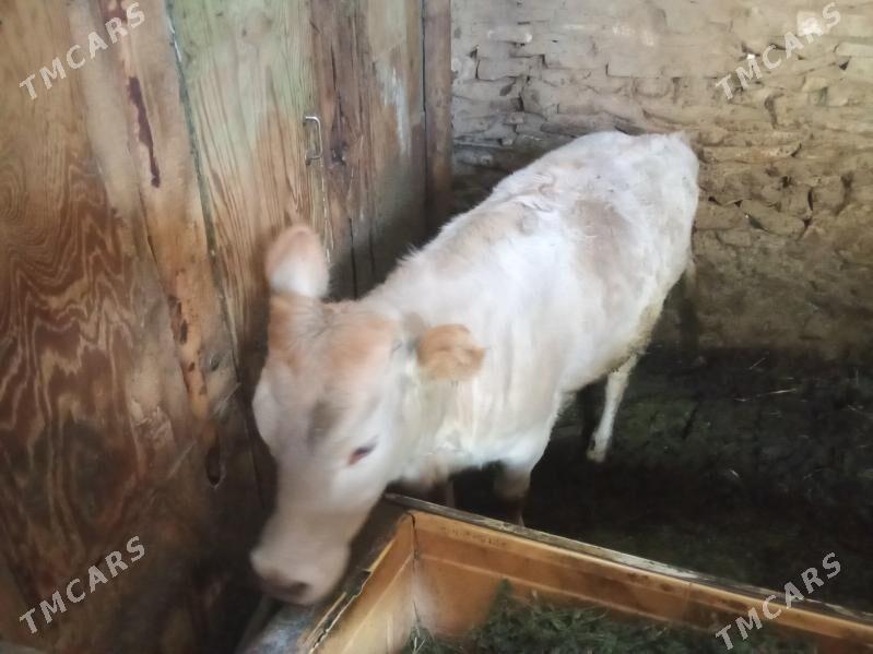 tüwe - Bäherden - img 2