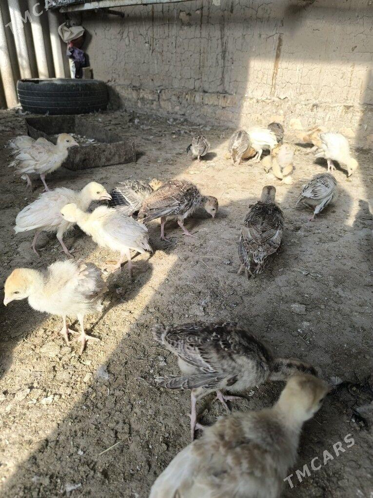 induk juje - Baýramaly - img 4