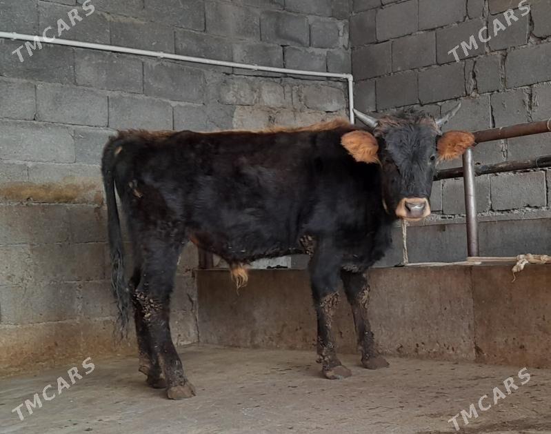 öküz - Бузмеин - img 9