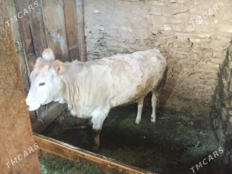 tüwe - Bäherden - img 1