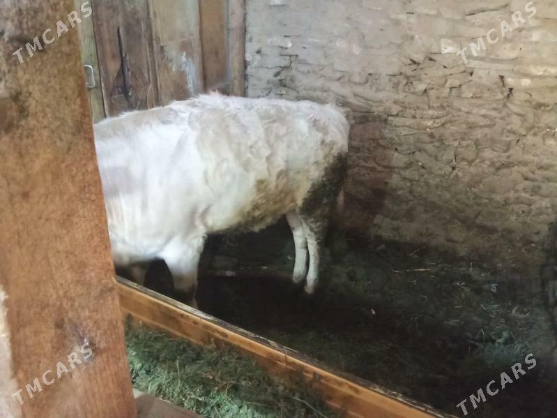 tüwe - Bäherden - img 4