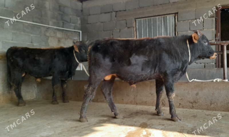 öküz - Бузмеин - img 5