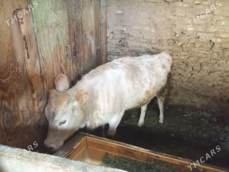 tüwe - Bäherden - img 3