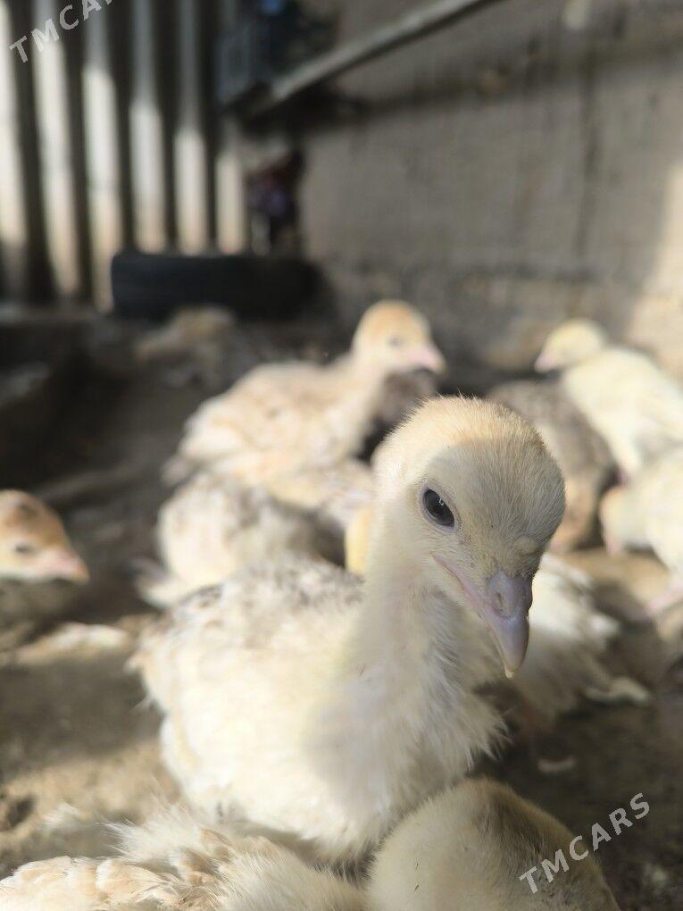 induk juje - Baýramaly - img 3