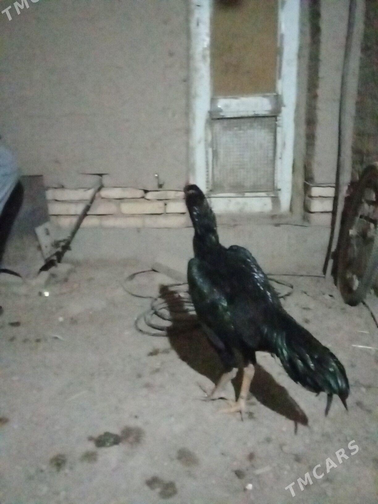 horaz - Дашогуз - img 3