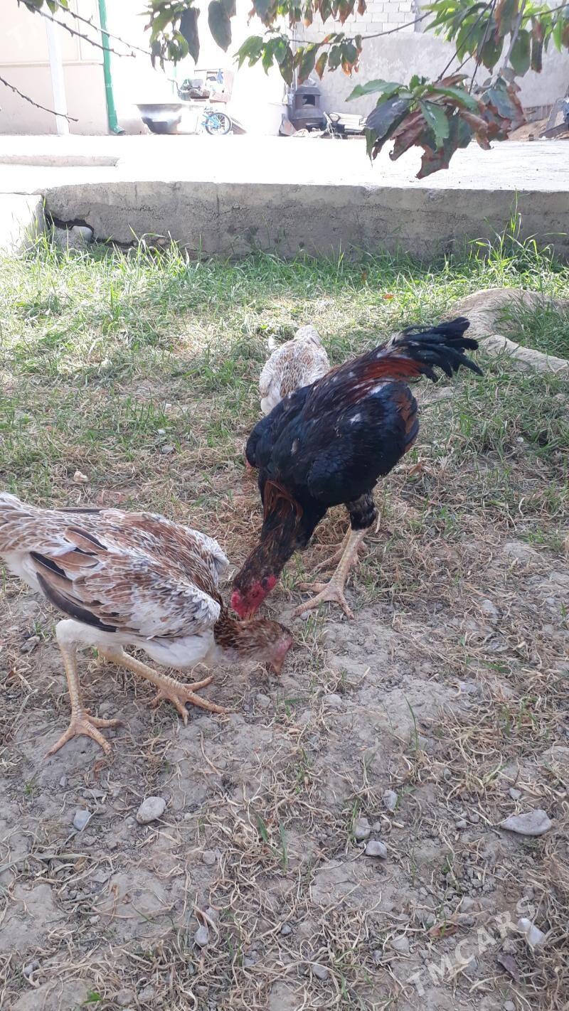 Taşkent - Änew - img 4