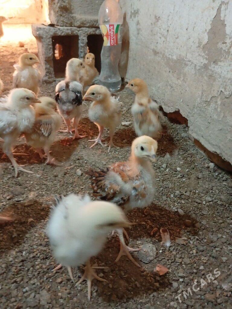 armiyan juje - Балканабат - img 2