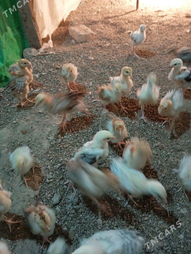 armiyan juje - Балканабат - img 7