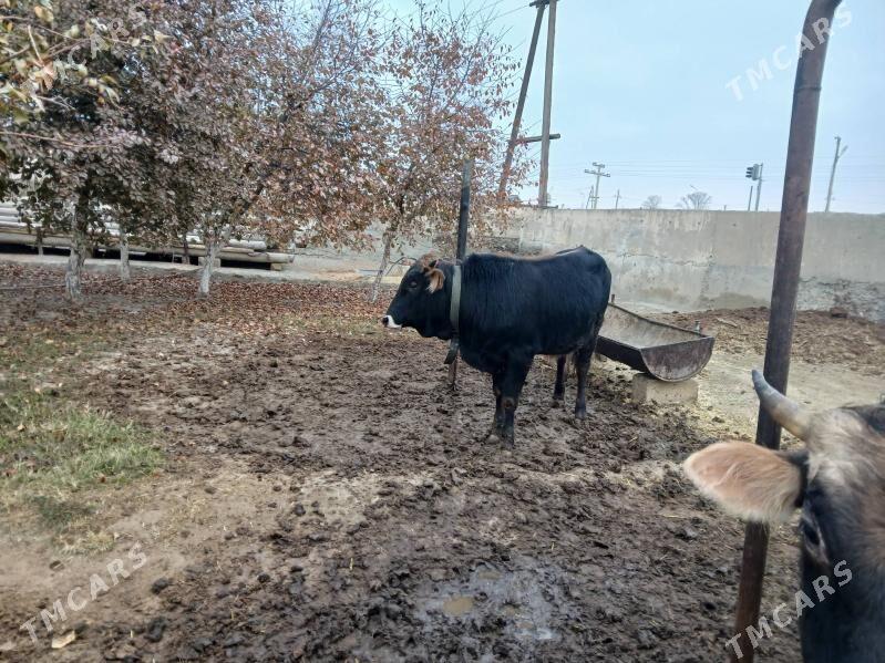 tohum öküzler 2 sany - Бахарден - img 2