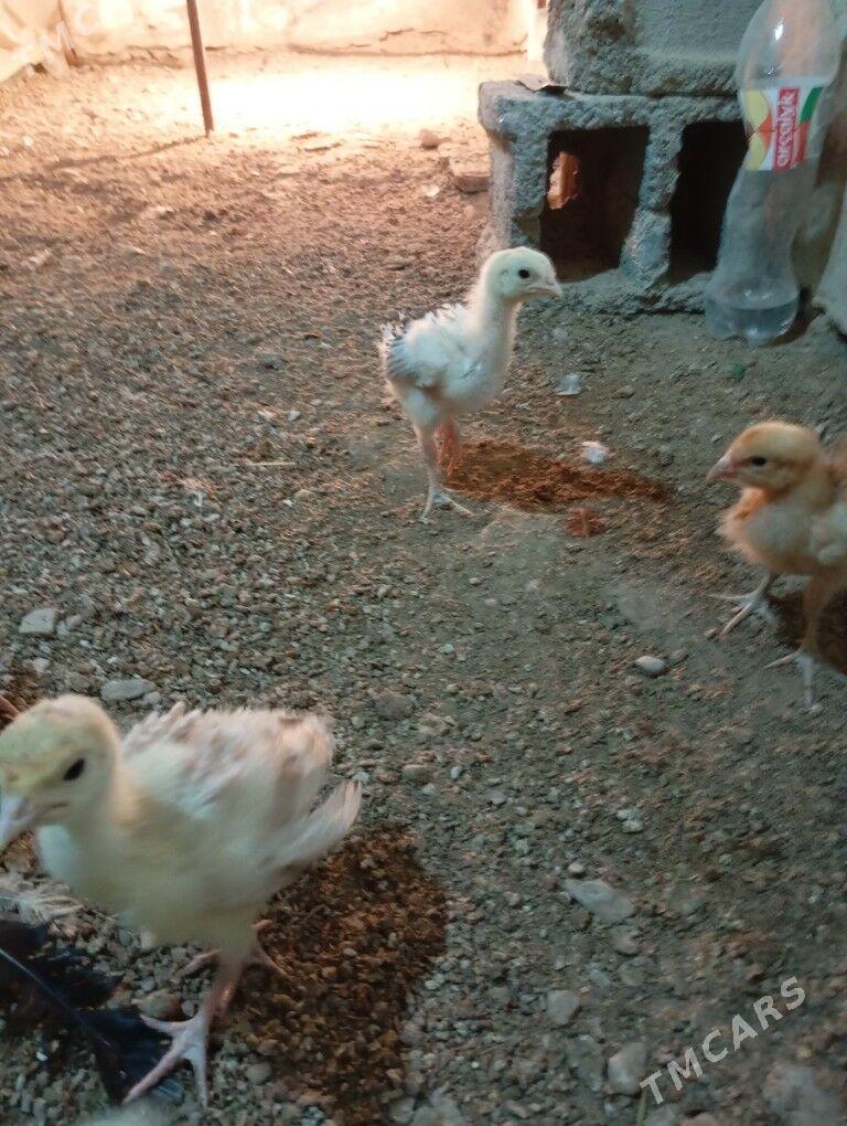 armiyan juje - Балканабат - img 6