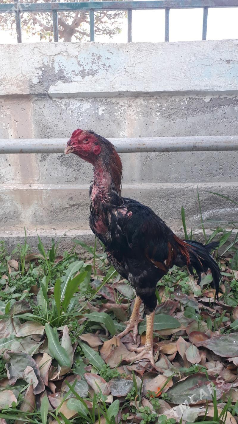 Taşkent - Änew - img 2