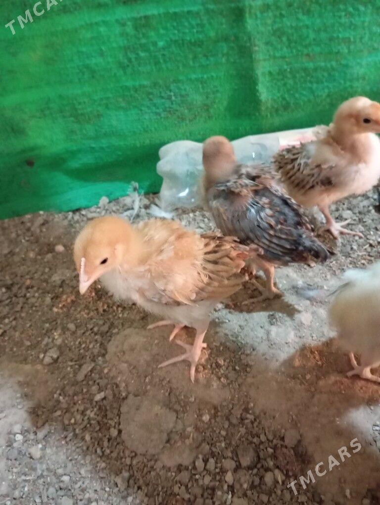 armiyan juje - Балканабат - img 5