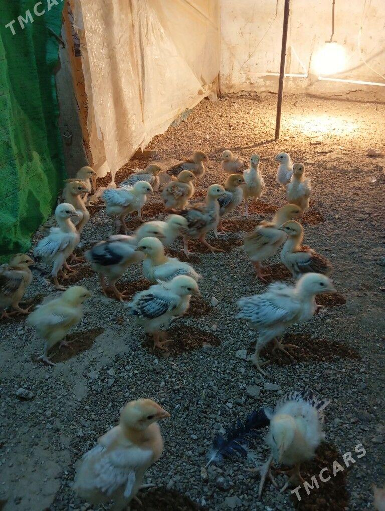 armiyan juje - Балканабат - img 4