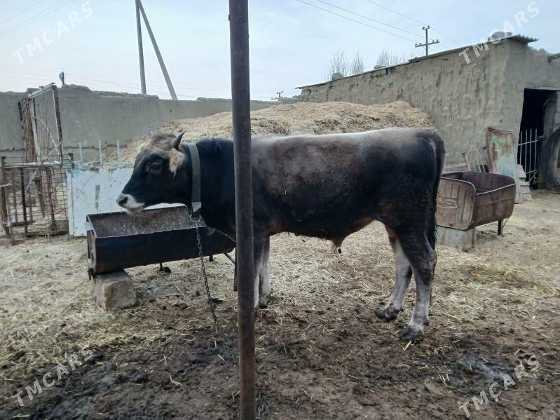 tohum öküzler 2 sany - Бахарден - img 3