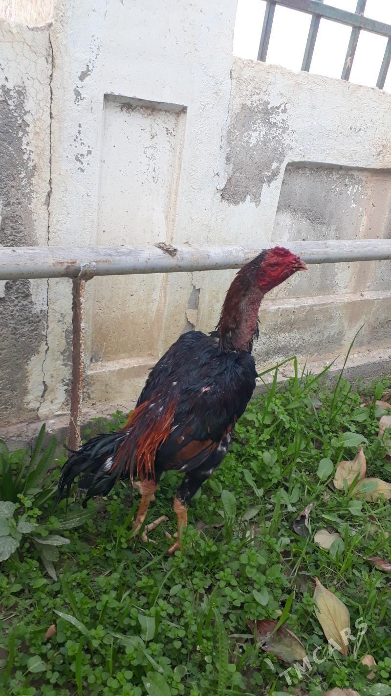 Taşkent - Änew - img 3