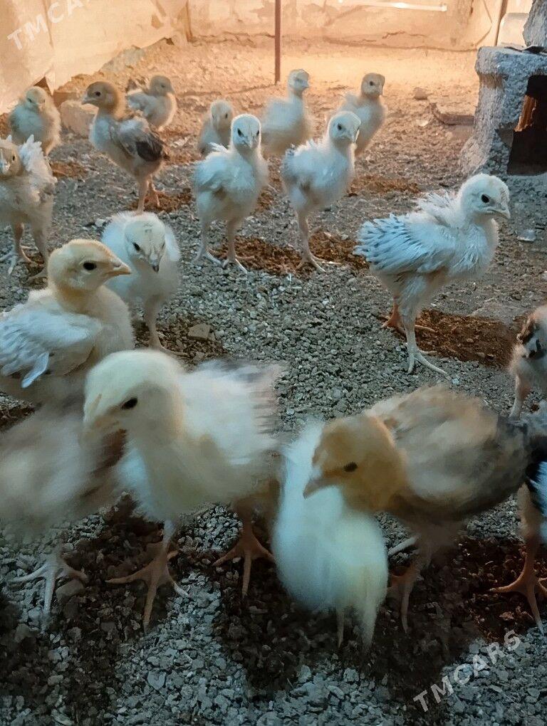 armiyan juje - Балканабат - img 3