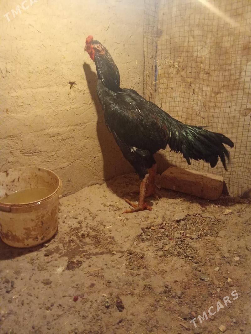 horaz - Дашогуз - img 2