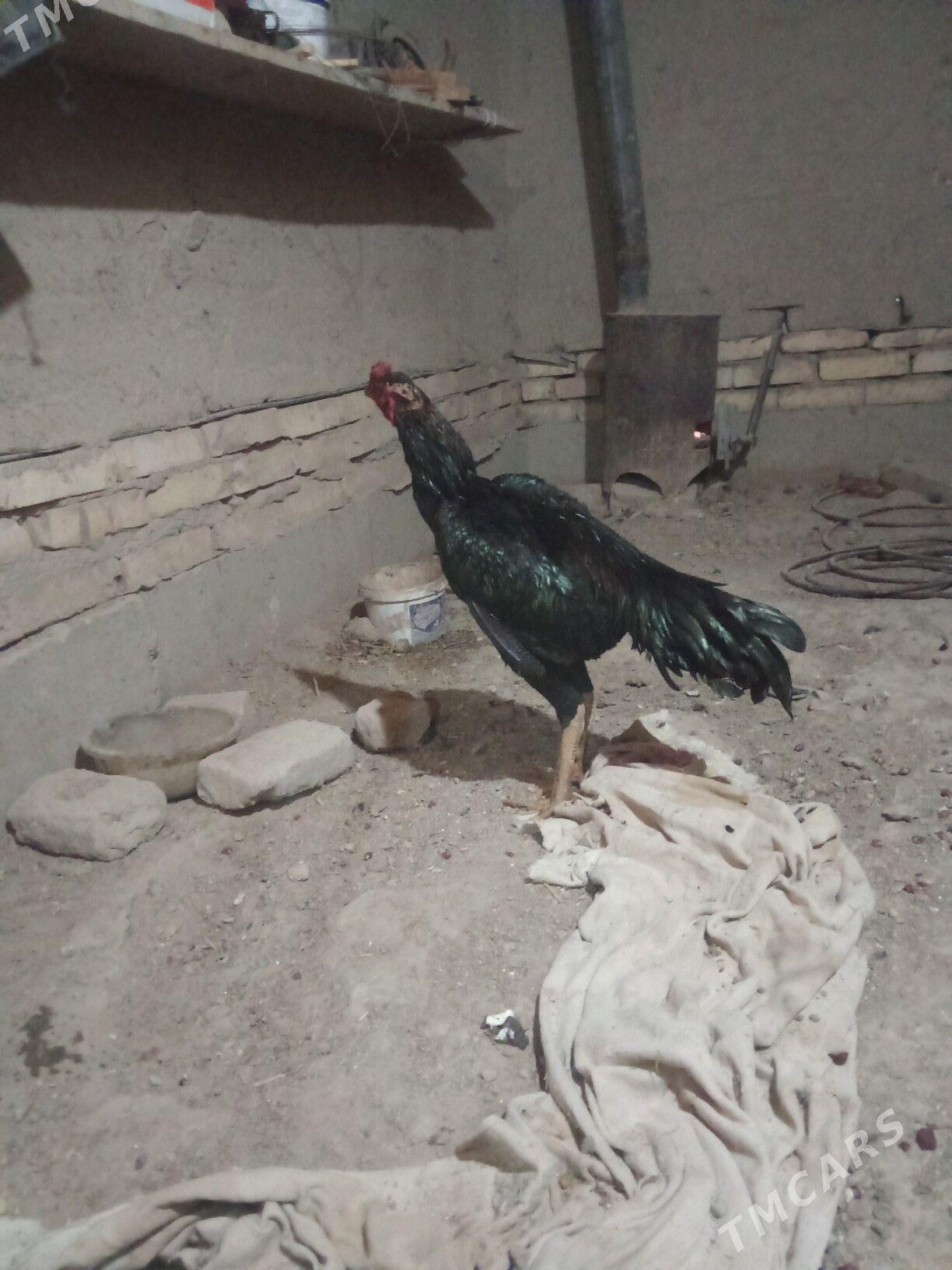 horaz - Daşoguz - img 1