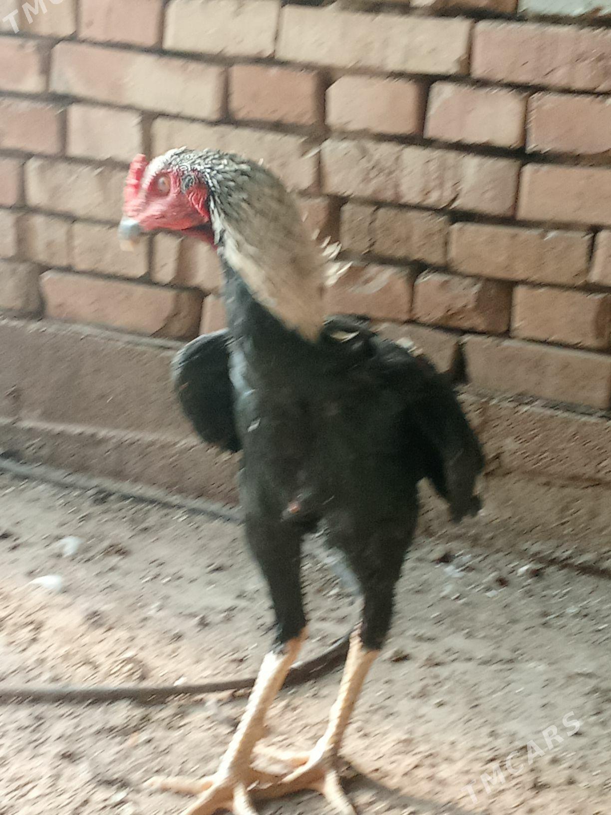 Ташкент хораз - Багир - img 4