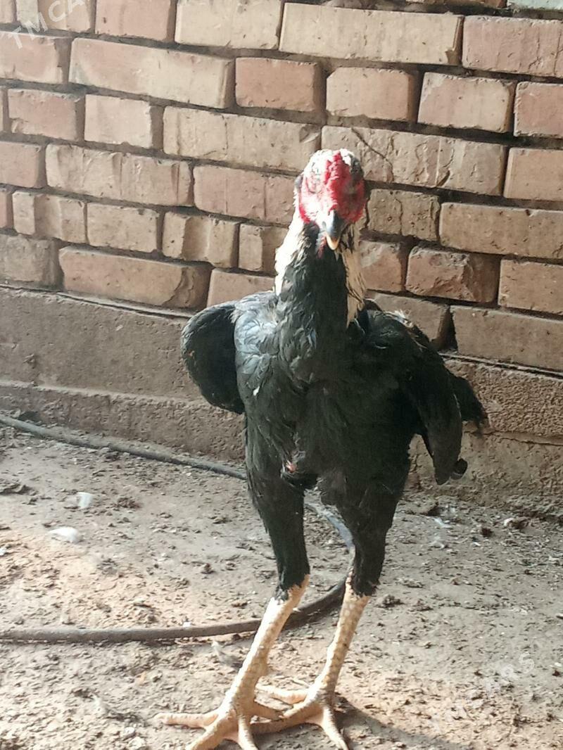 Ташкент хораз - Багир - img 5