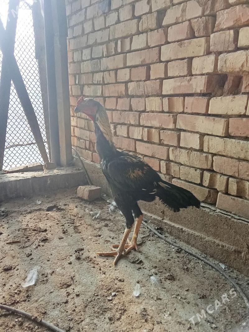 Ташкент хораз - Багир - img 8