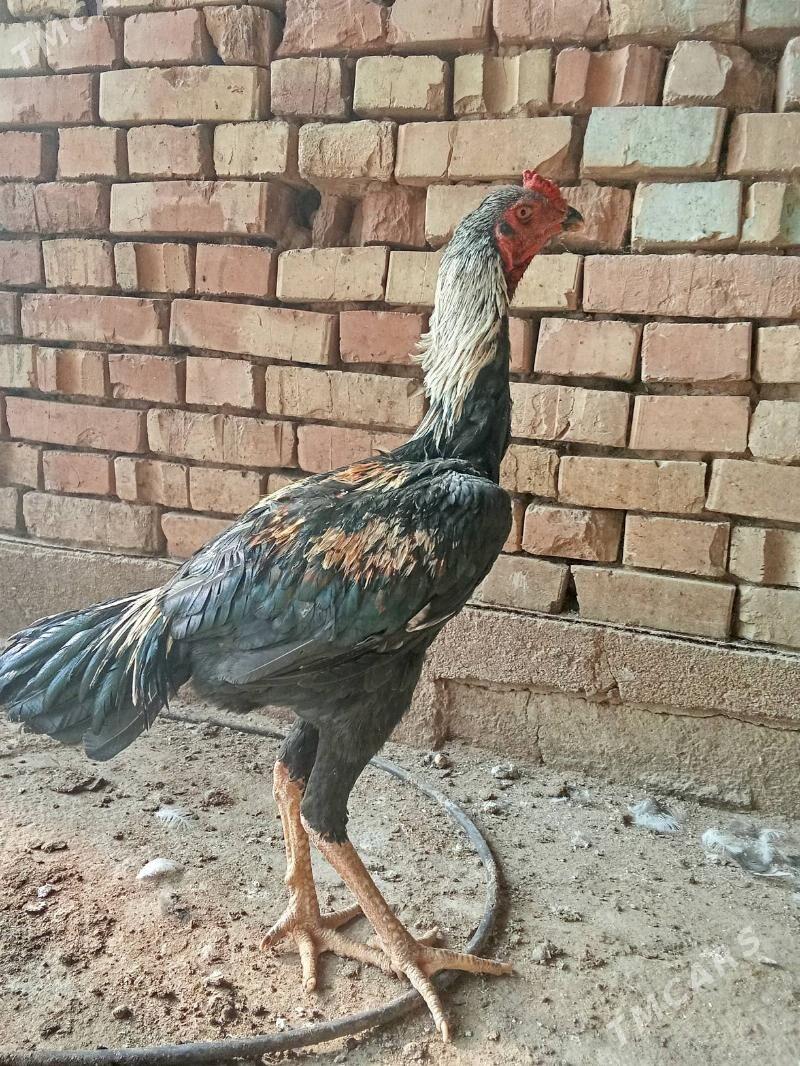 Ташкент хораз - Багир - img 6