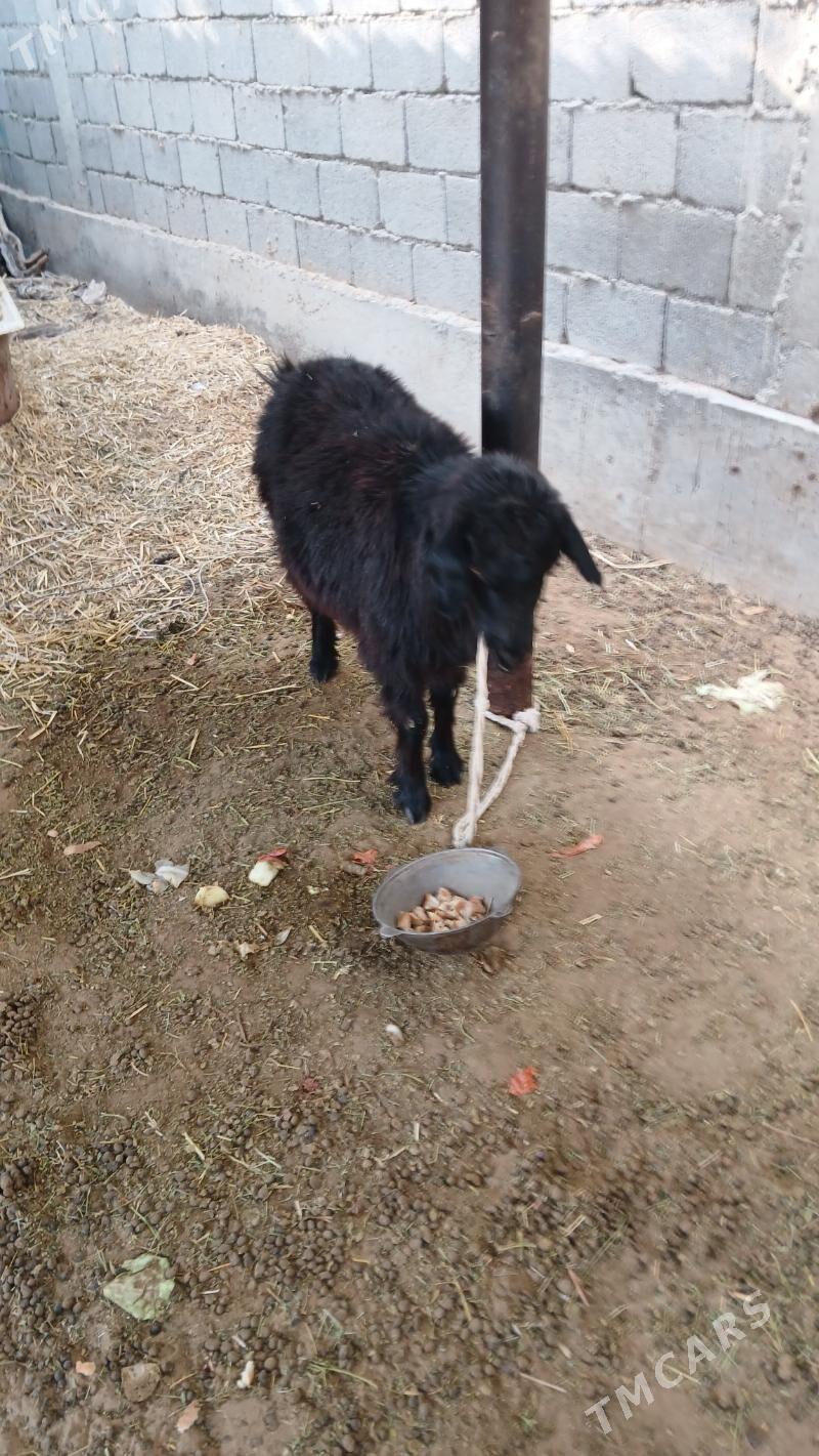 geji - Бузмеин - img 3