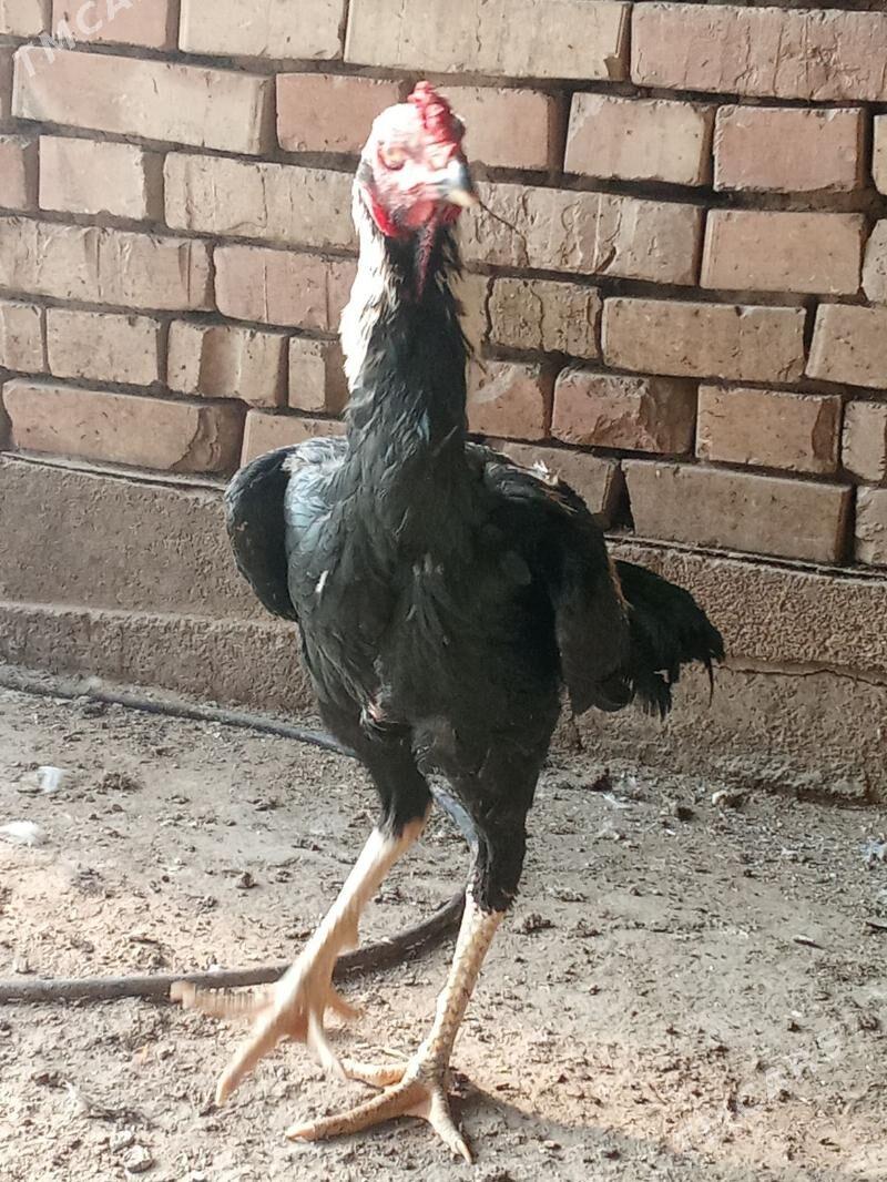 Ташкент хораз - Багир - img 3