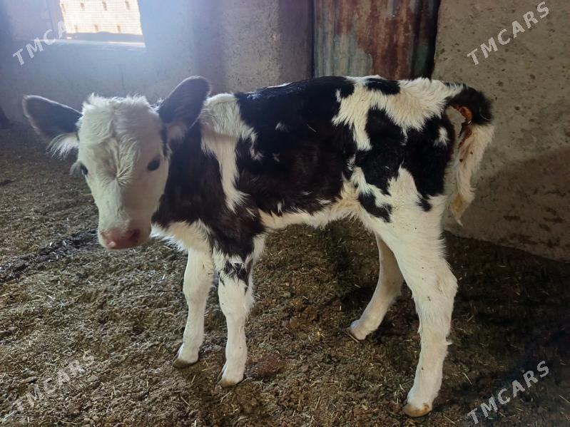 golşteýn göleler - Wekilbazar - img 8