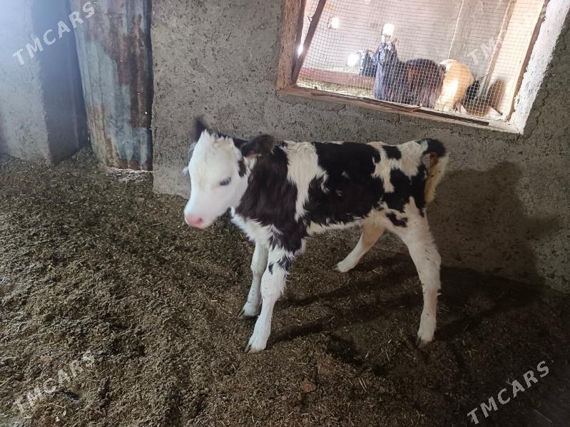 golşteýn göleler - Wekilbazar - img 7