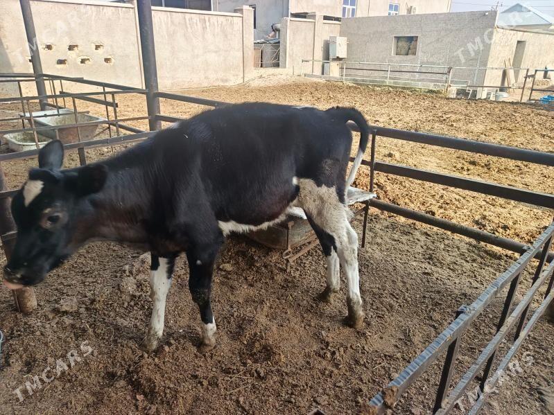 golşteýn göleler - Wekilbazar - img 6