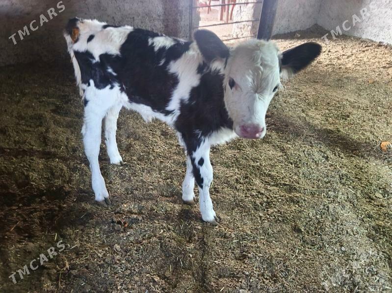 golşteýn göleler - Wekilbazar - img 2