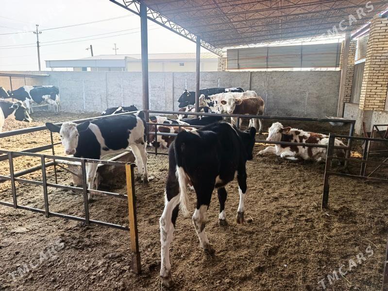 golşteýn göleler - Wekilbazar - img 9