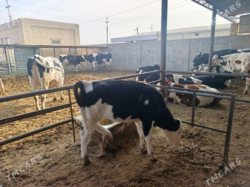 golşteýn göleler - Wekilbazar - img 3