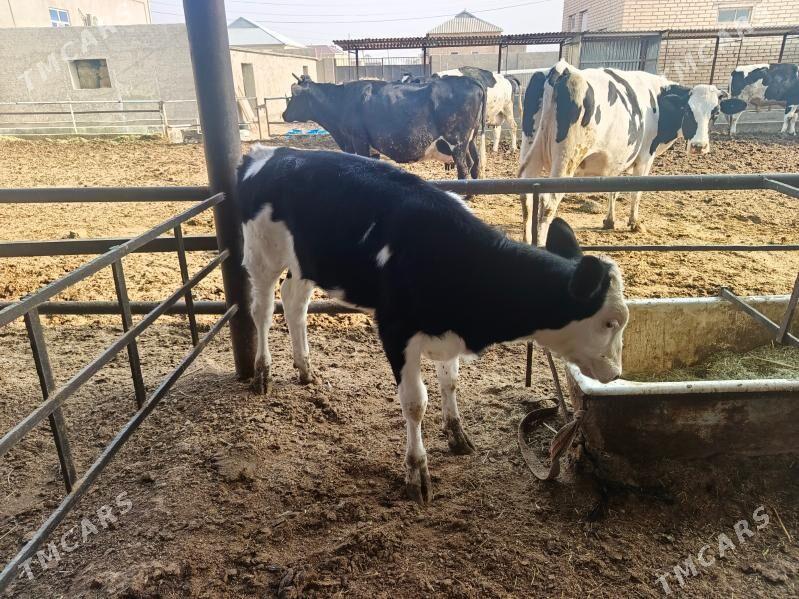 golşteýn göleler - Wekilbazar - img 10