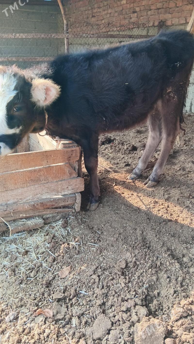 şwes tuwe - Bäherden - img 2