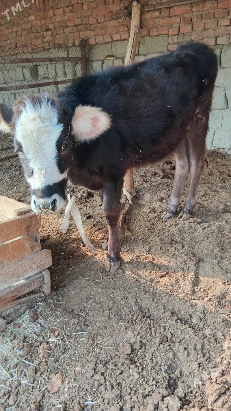 şwes tuwe - Bäherden - img 1