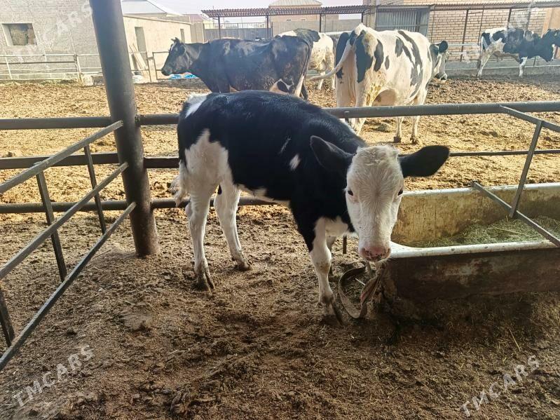 golşteýn göleler - Wekilbazar - img 5