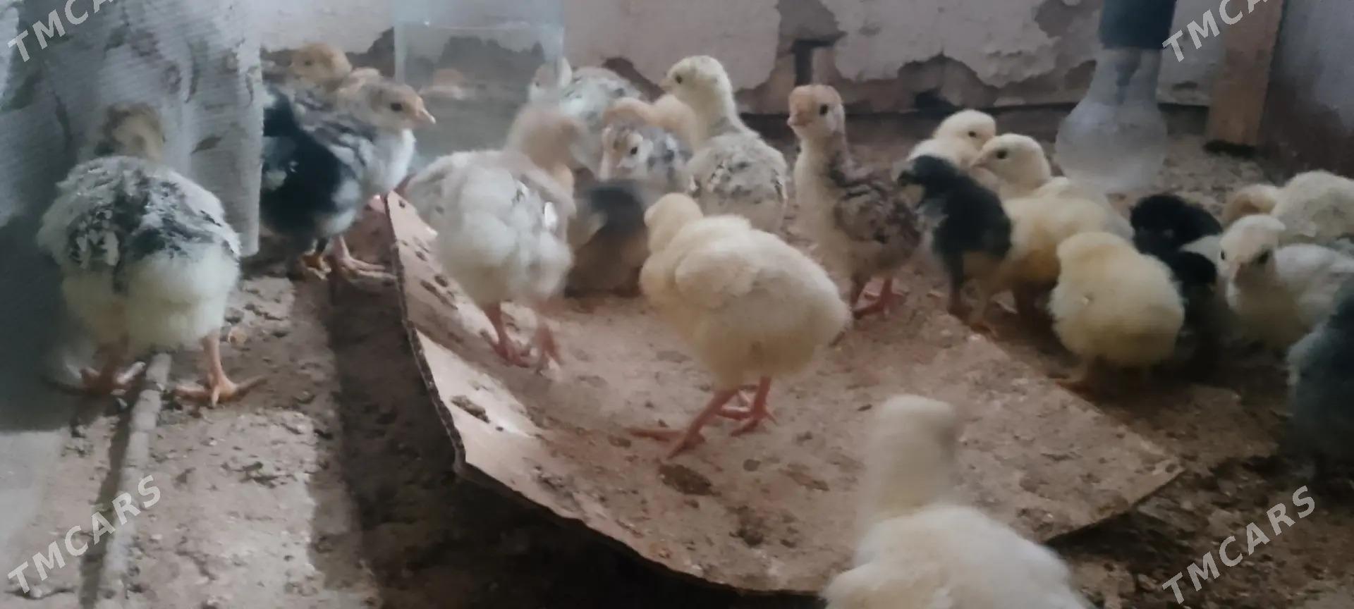 İnduk juyje  - Sakarçäge - img 2