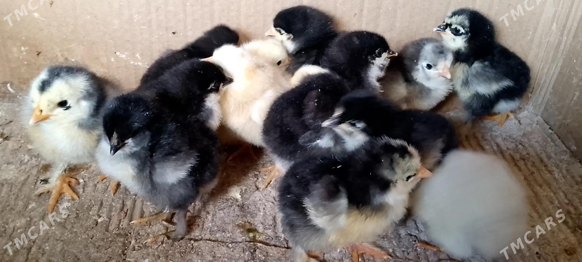 İnduk juyje  - Sakarçäge - img 3