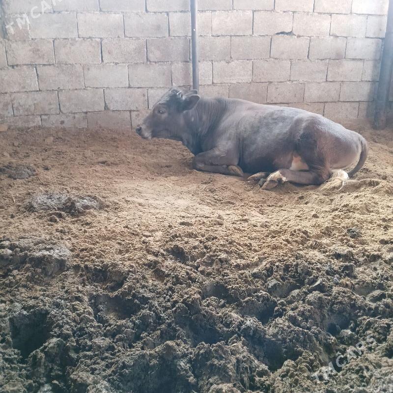 Öküz - Aşgabat - img 3