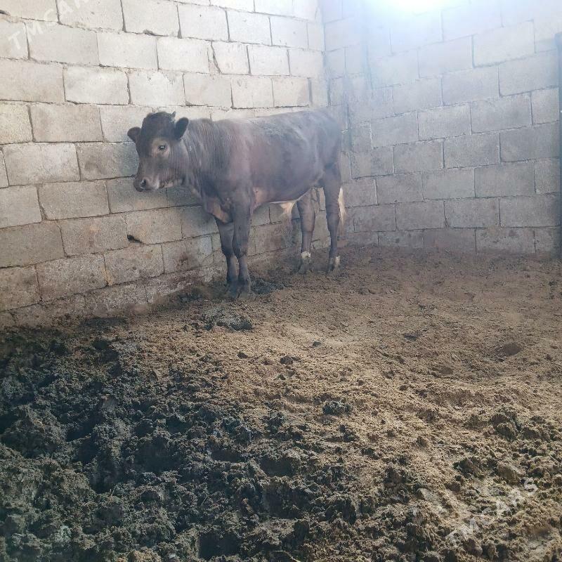 Öküz - Aşgabat - img 2