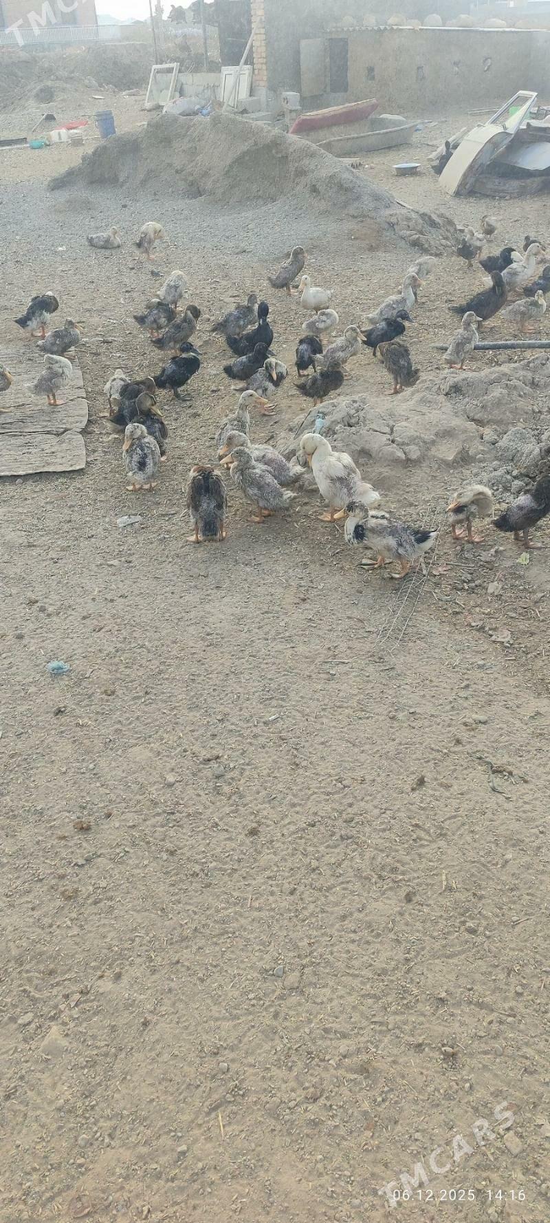 gak gak gaz - Кака - img 1