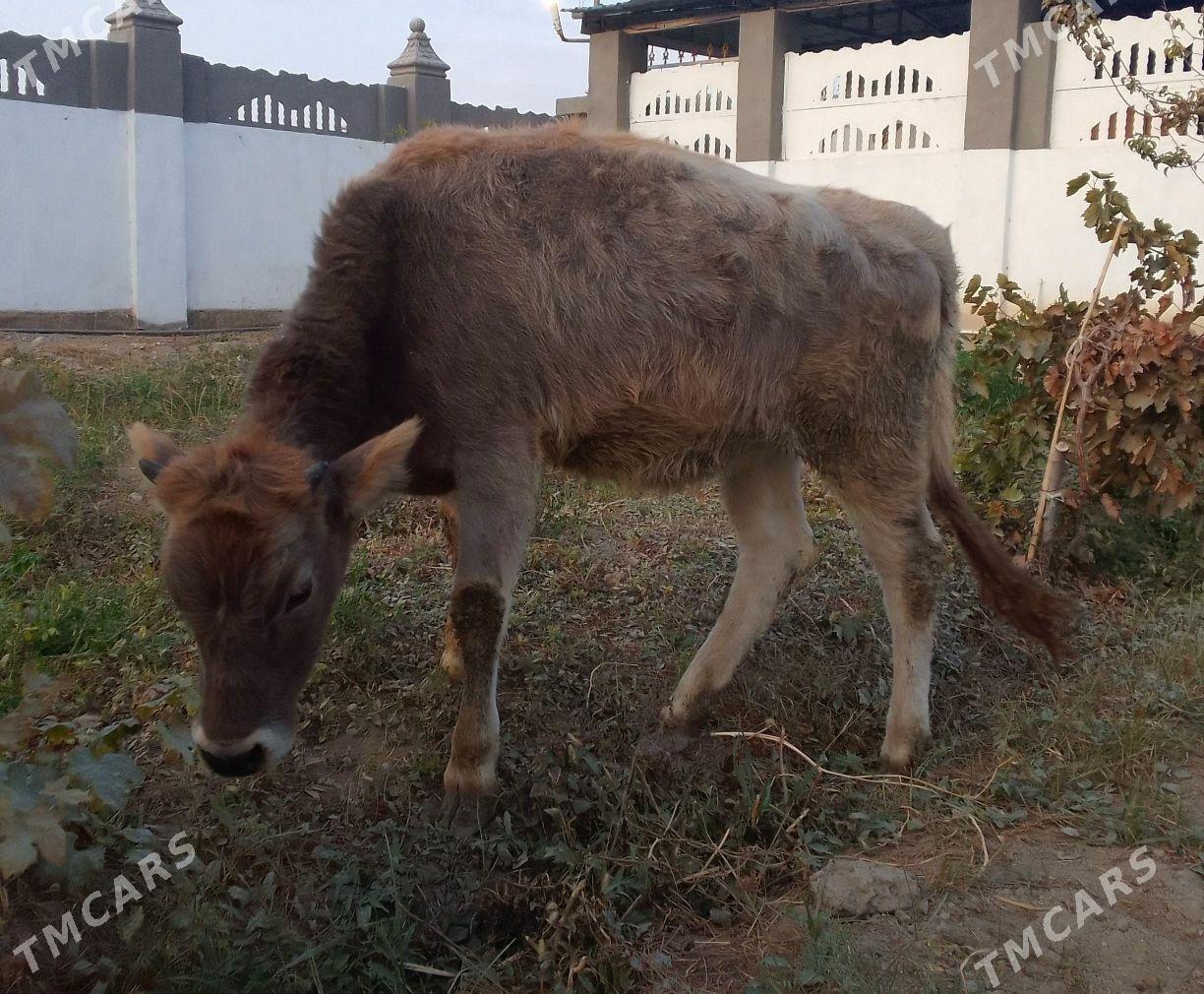 tuwe - Гёкдепе - img 2