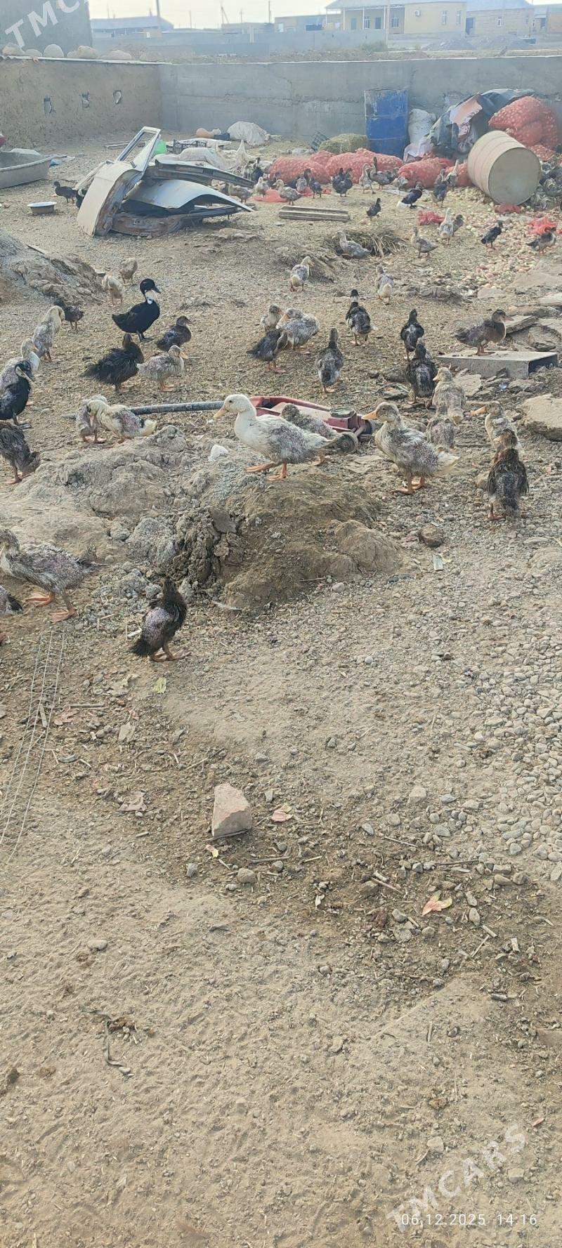 gak gak gaz - Кака - img 2