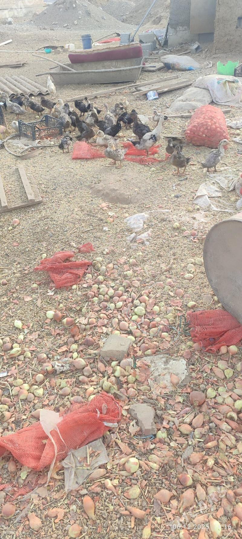 gak gak gaz - Кака - img 4