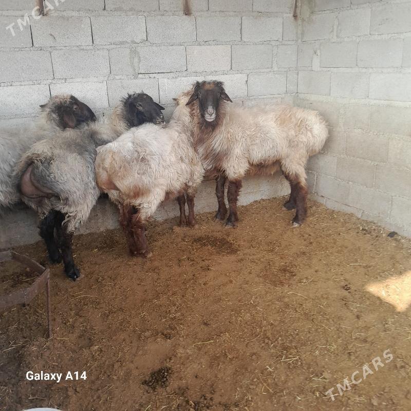 goç - Бахарден - img 2